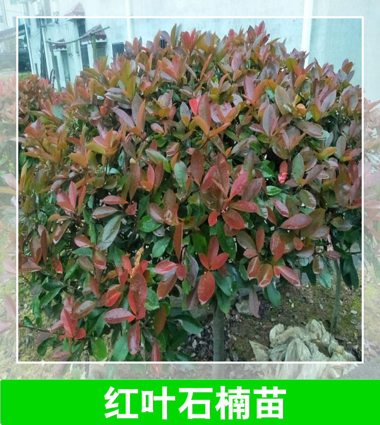 株洲紅葉石楠苗種植基地，株洲紅葉石楠苗批發(fā)價/供應商，株洲紅葉石楠苗種植技術(shù)