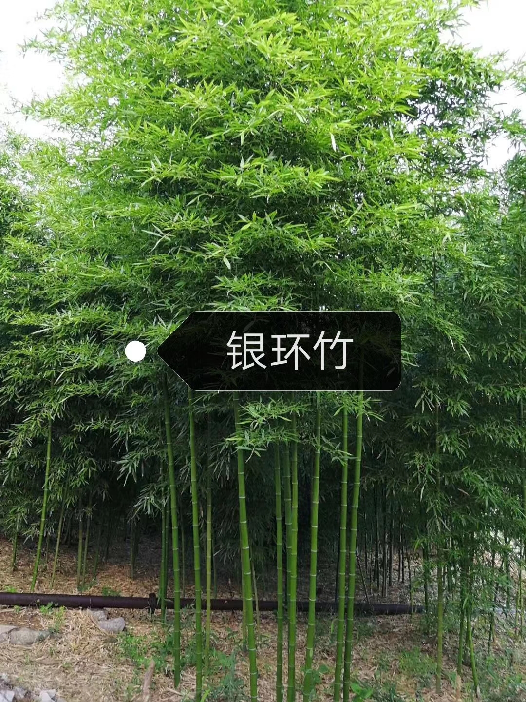 江蘇紫竹供應(yīng)商價(jià)格/基地