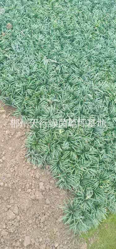 湖南玉龍草基地直銷，湖南株洲玉龍草批發(fā)價/湖南優(yōu)質玉龍草供應商/報價