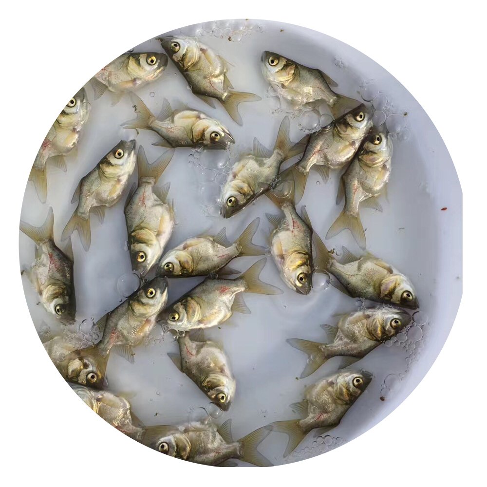 縮骨鳙魚苗,仙骨大頭魚苗,大頭魚苗,縮骨大頭魚 縮骨大頭魚苗