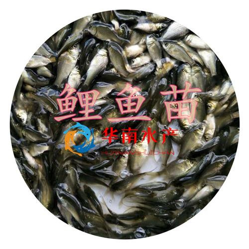 鯉魚苗,鯉魚苗養(yǎng)殖場,鯉魚苗批發(fā)