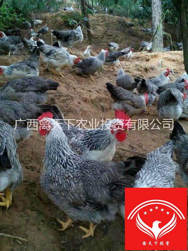 禽*鳳雞苗供應(yīng)