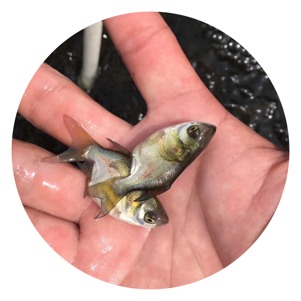 縮骨鳙魚苗,仙骨大頭魚苗,大頭魚苗,縮骨大頭魚 縮骨大頭魚苗