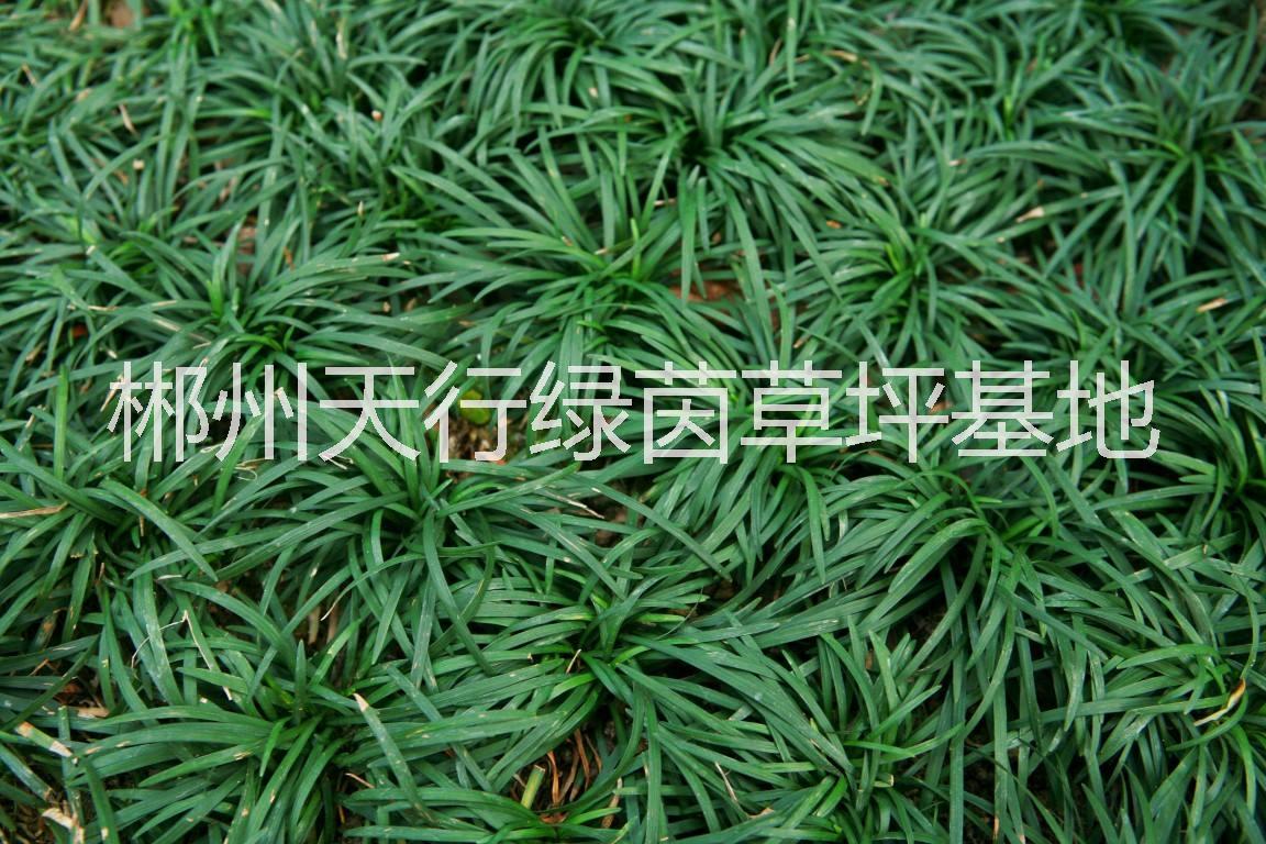 湖南玉龍草基地直銷，湖南株洲玉龍草批發(fā)價/湖南優(yōu)質玉龍草供應商/報價