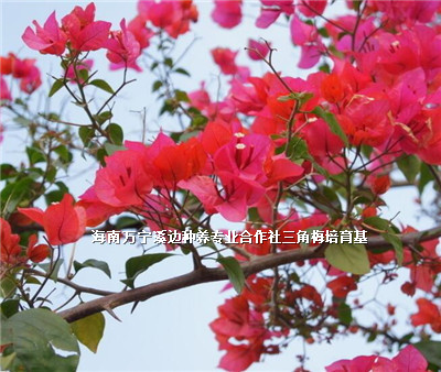 海南定安三角梅基地-海南定安三角梅價格-海南定安三角梅批發(fā)/廠家