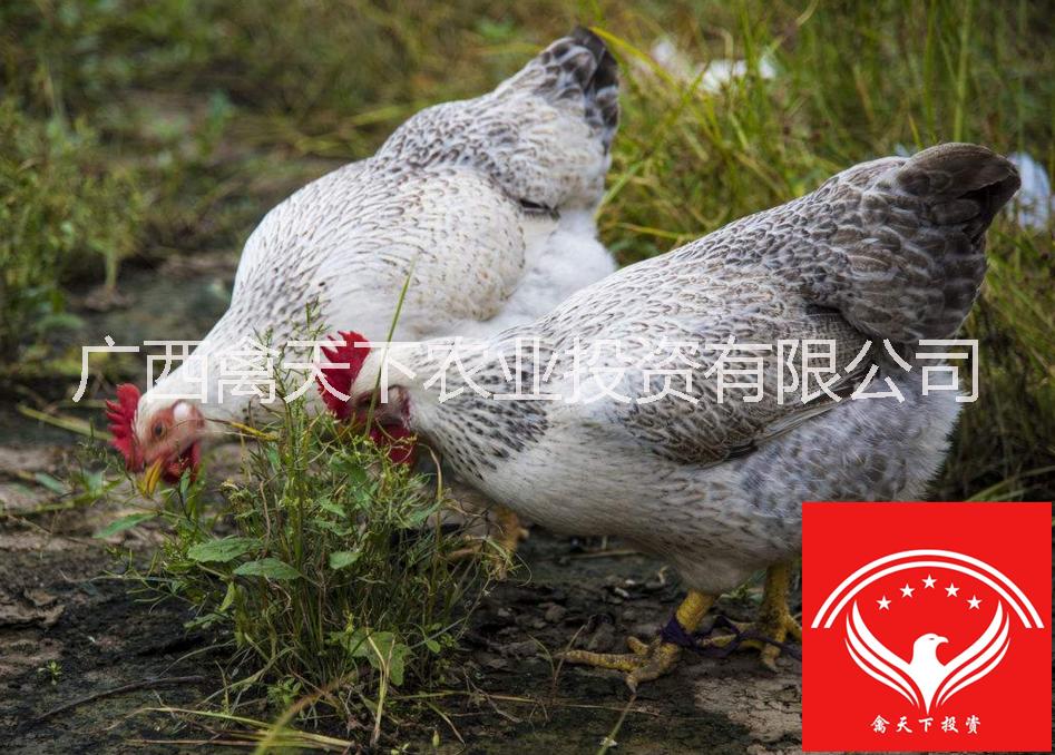 禽*鳳雞苗供應(yīng)