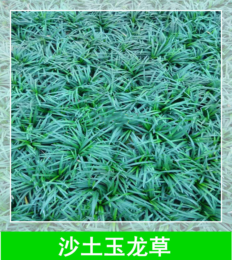 長(zhǎng)沙沙土玉龍草種植基地，長(zhǎng)沙沙土玉龍草供應(yīng)商，長(zhǎng)沙沙土玉龍草批發(fā)價(jià)