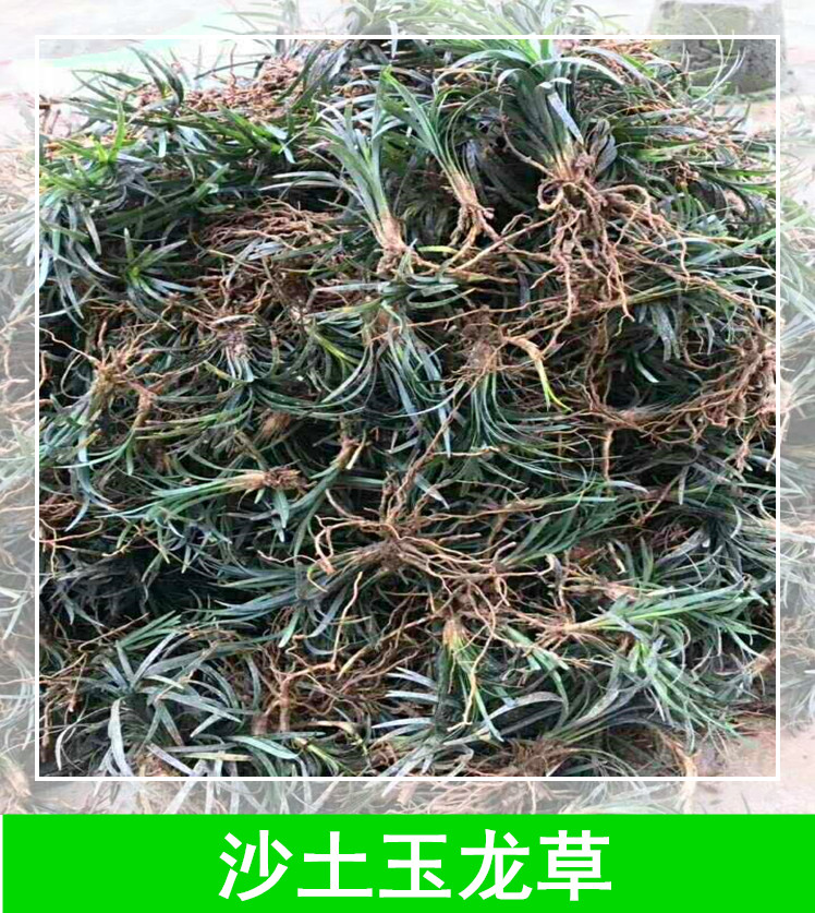 長(zhǎng)沙沙土玉龍草種植基地，長(zhǎng)沙沙土玉龍草供應(yīng)商，長(zhǎng)沙沙土玉龍草批發(fā)價(jià)