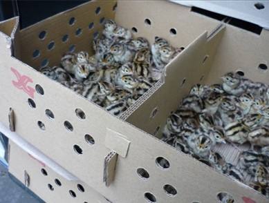 河北承接*雞苗孵化-河北雞苗批發(fā)價格-河北省脫溫柴雞王養(yǎng)殖場/廠家