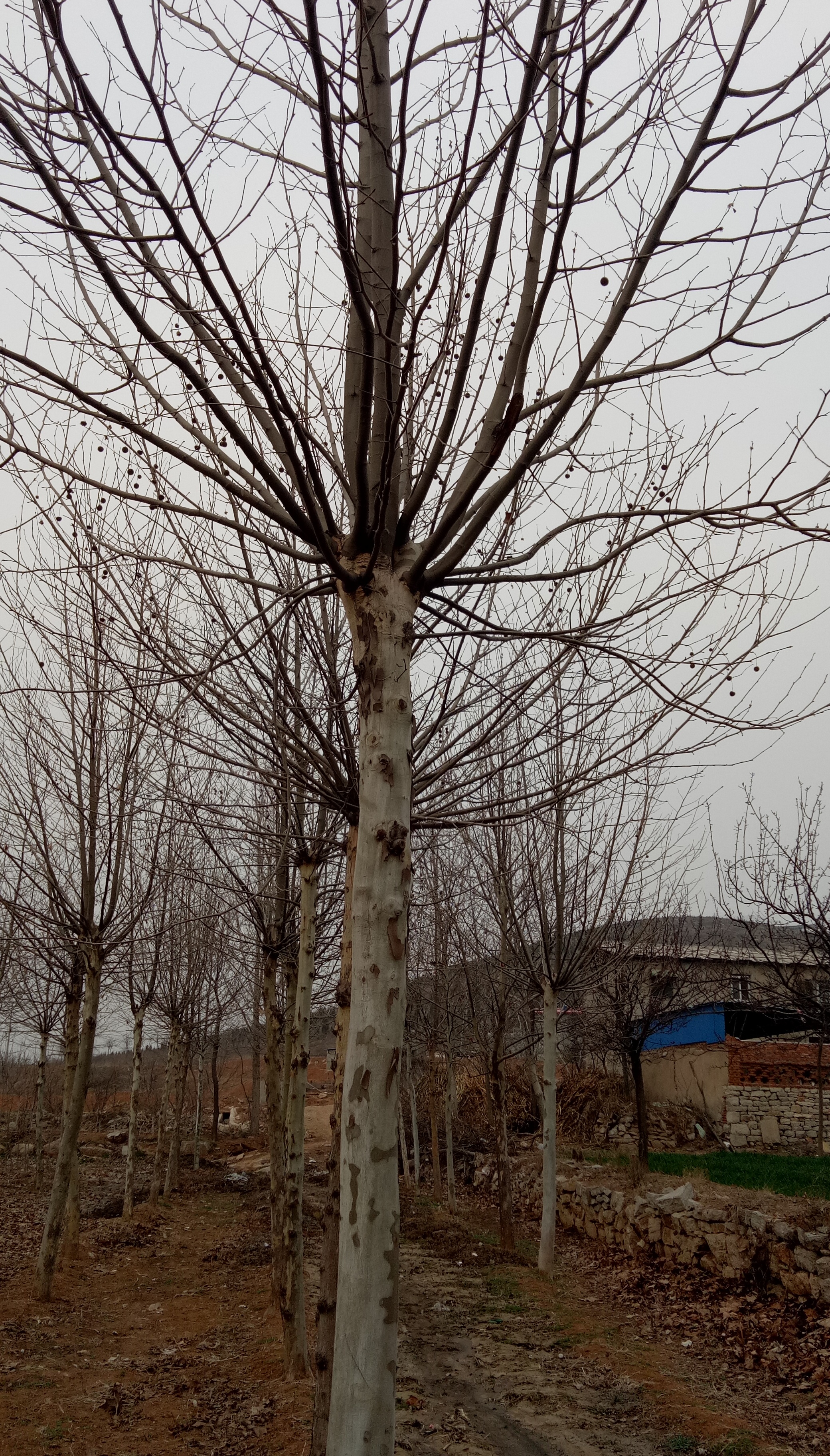 20公分速生法桐價格_20公分法桐2年冒_20公分法桐3年冒