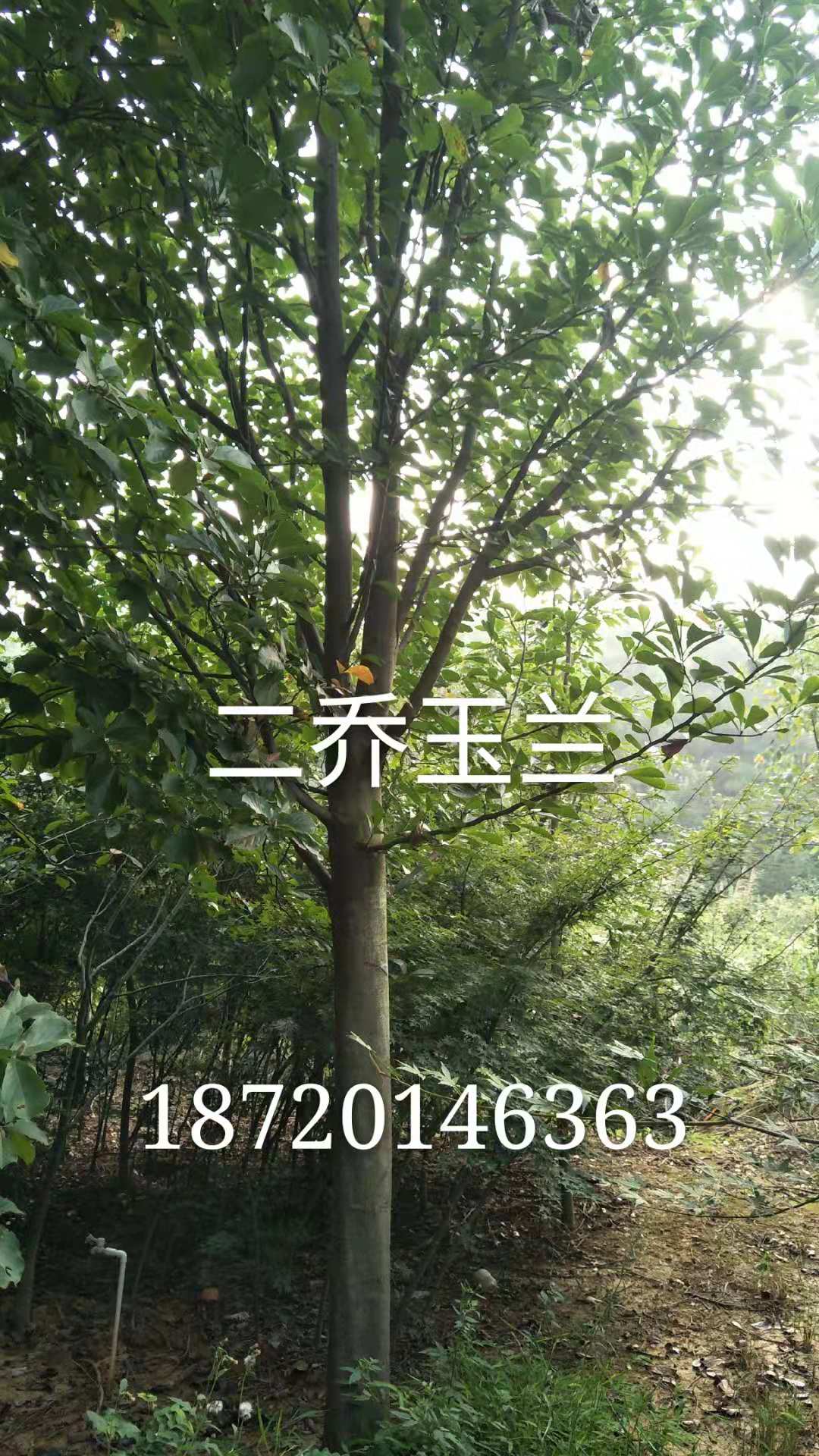 九江二喬玉蘭-苗木種植基地報價供應