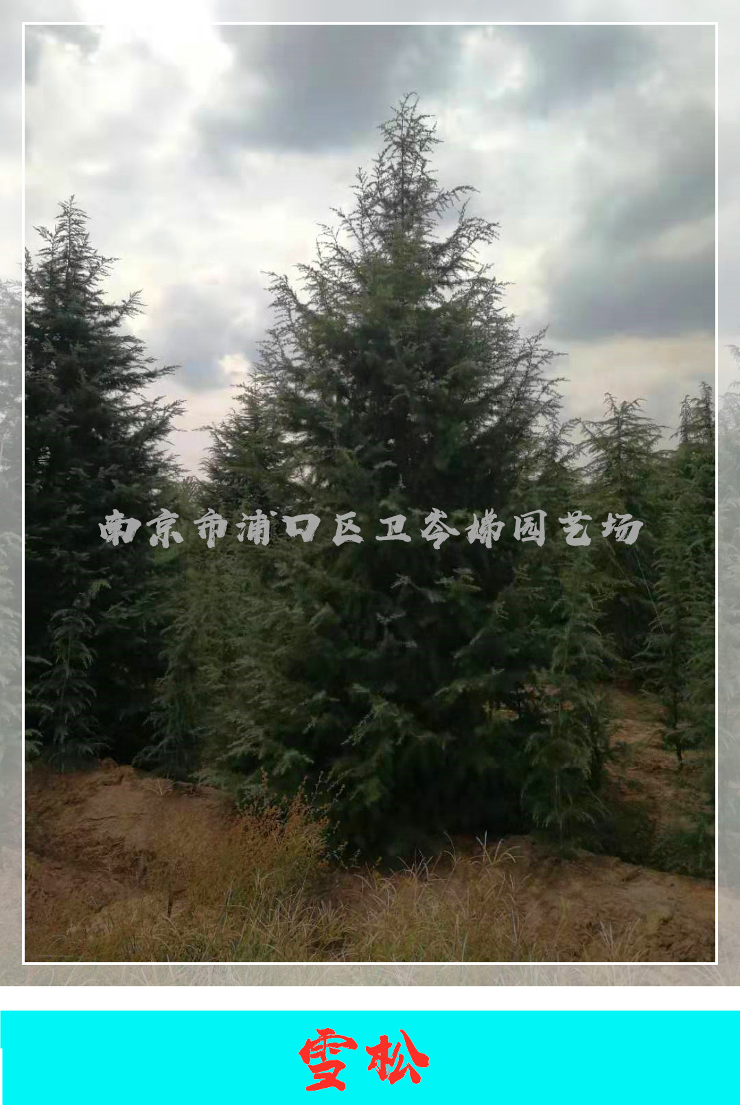 重慶雪松小苗、重慶雪松種植基地直發(fā)、重慶雪松多規(guī)格供應(yīng)