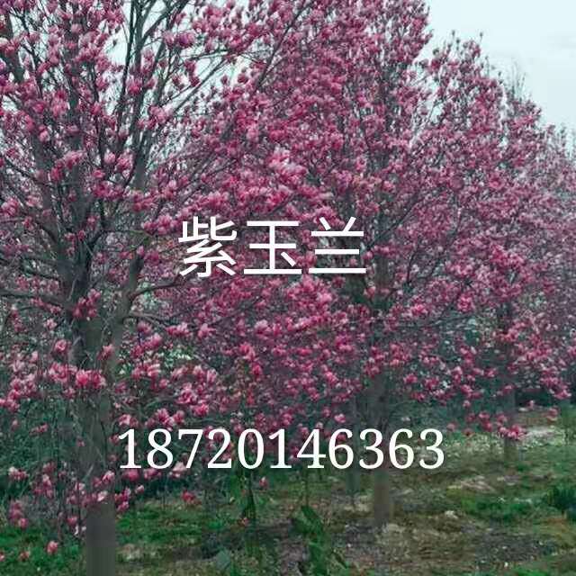 江西紫玉蘭種植|江西紫玉蘭苗木|江西紫玉蘭批發(fā)價(jià)格