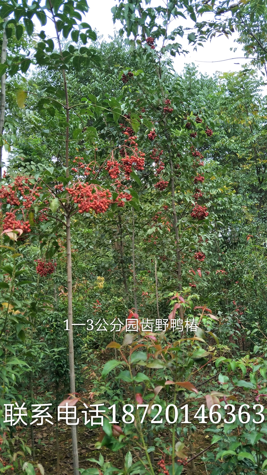 江西圓齒野鴉椿種植|江西圓齒野鴉椿苗木|江西圓齒野鴉椿批發(fā)價(jià)格