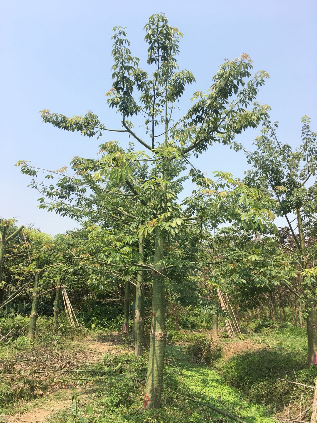 佛山綠化苗木盆栽大幅木棉基地直銷