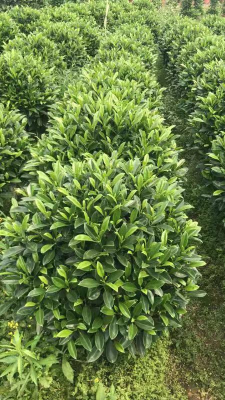 佛山綠化苗木盆栽非洲茉莉球基地直銷