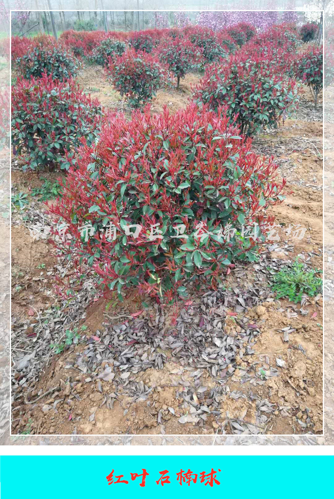江蘇南京紅葉石楠球種植基地，江蘇南京紅葉石楠球報(bào)價(jià)/價(jià)格，江蘇南京紅葉石楠球供應(yīng)商