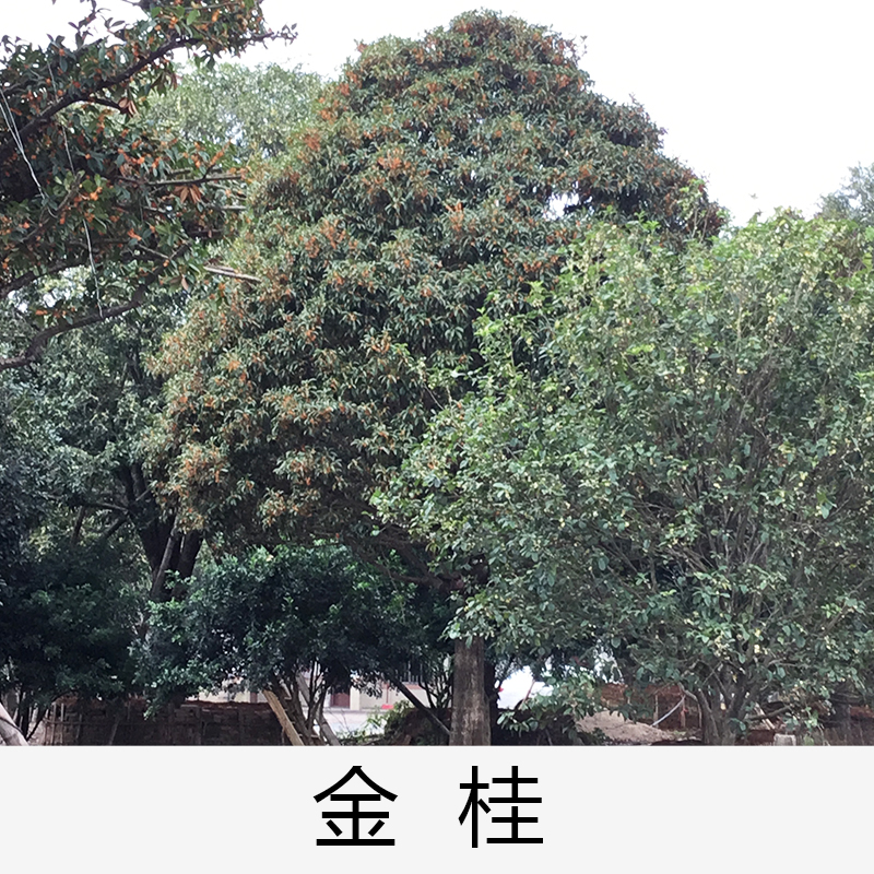 桂花|廣東英德金桂|基地直銷|種植基地報價|批發(fā)價格|供應(yīng)電話地址|圖片|品種齊全|價格合理|童叟無欺 清遠金桂