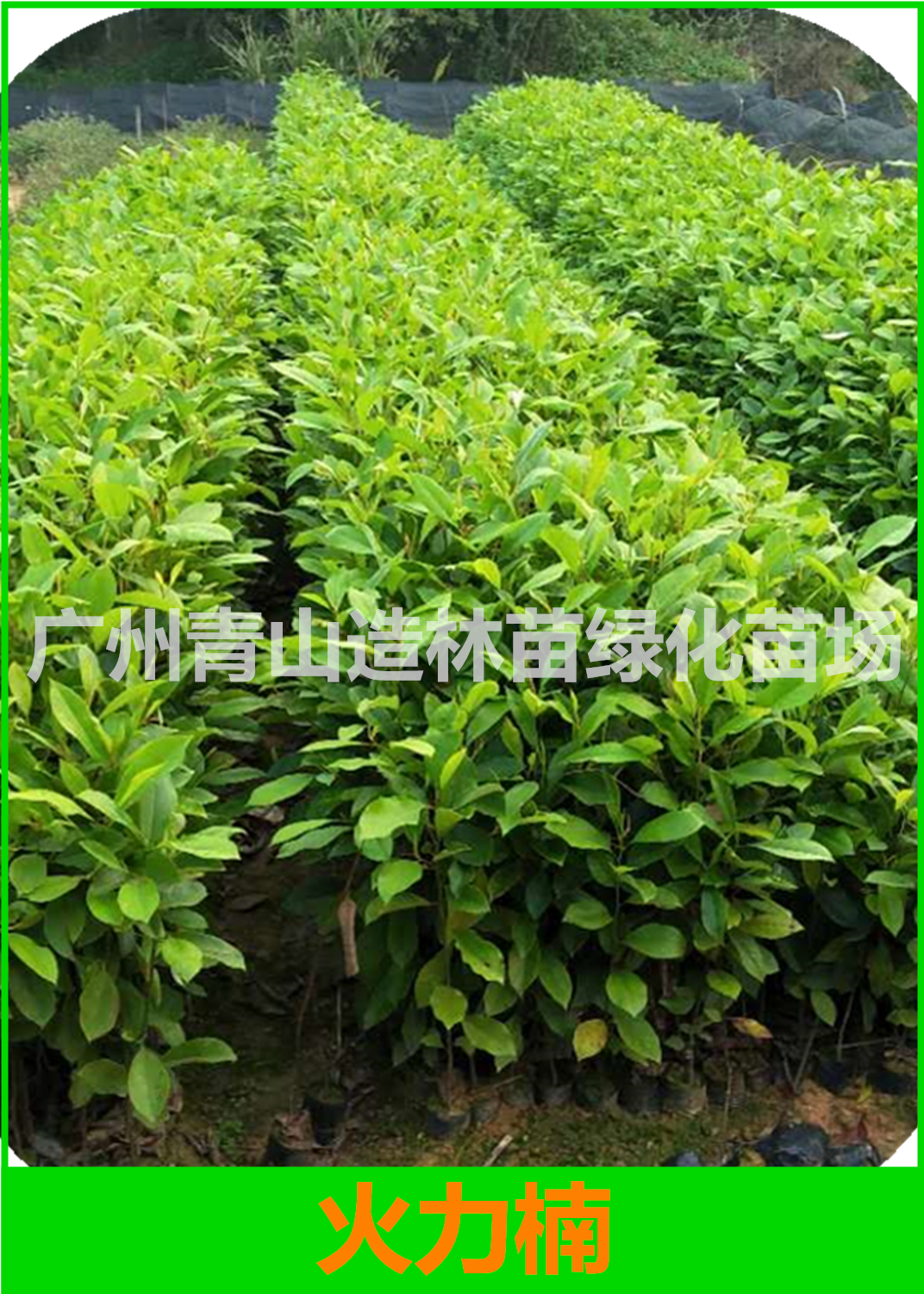 廣州火力楠種植基地，廣州火力楠種苗批發(fā)價(jià)，廣州火力楠造林苗供應(yīng)商