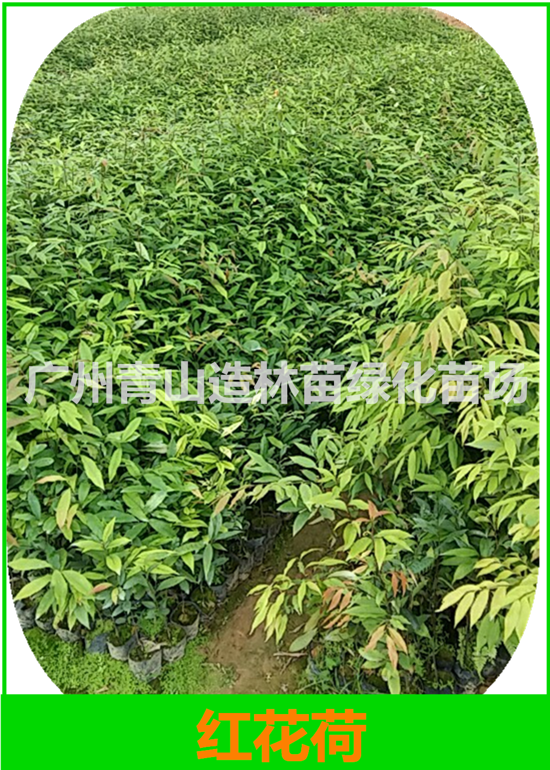 增城紅椎營(yíng)養(yǎng)袋苗苗場(chǎng)電話，增城紅椎營(yíng)養(yǎng)袋苗批發(fā)價(jià)，增城紅椎營(yíng)養(yǎng)袋苗供應(yīng)商