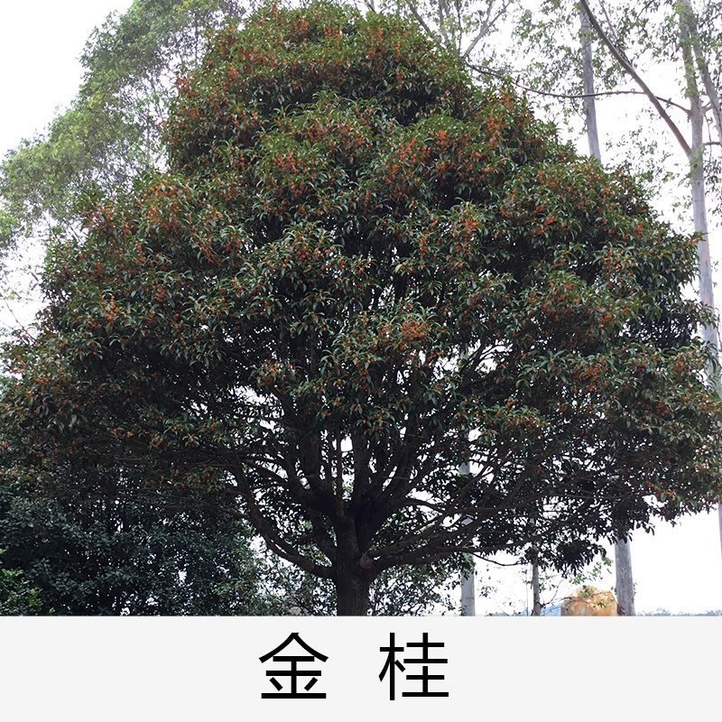 金桂|桂花|廣東英德金桂|基地直銷|種植基地報價|批發(fā)價格|供應(yīng)電話地址|圖片|品種齊全|價格合理|童叟無欺