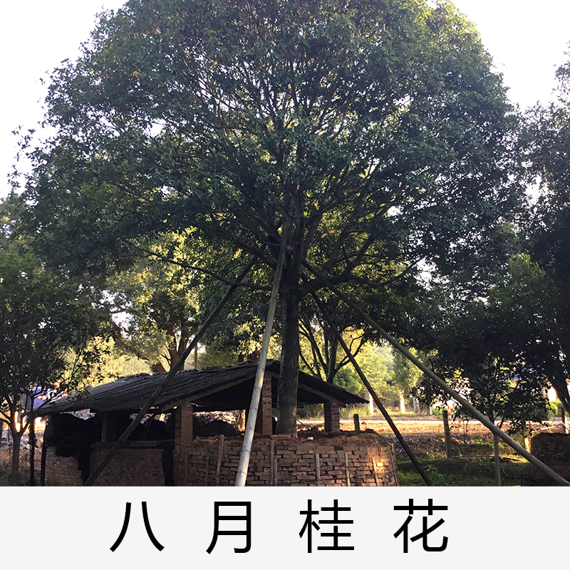 英德八月桂花桂花|廣東英德桂花|基地直銷|種植基地報價|批發(fā)價格|供應(yīng)電話地址|圖片|品種齊全|價格合理|童叟無欺|