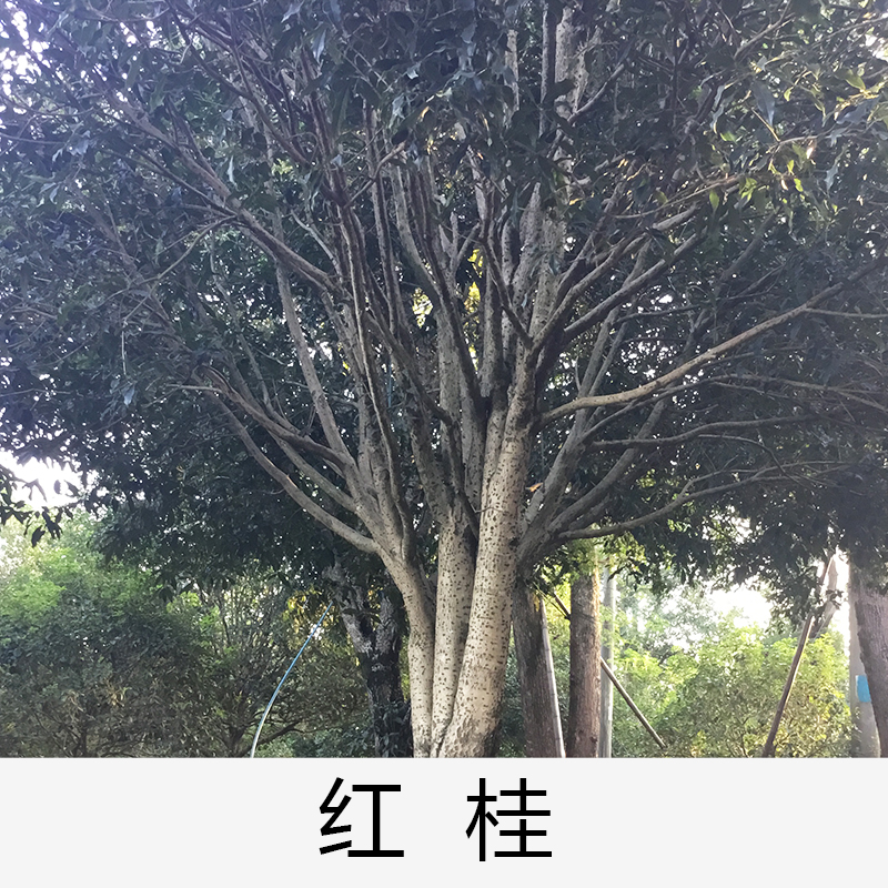 紅桂|桂花|廣東英德桂花|基地直銷|種植基地報(bào)價(jià)|批發(fā)價(jià)格|供應(yīng)電話地址|圖片|品種齊全|價(jià)格合理|童叟無欺| 清遠(yuǎn)紅桂
