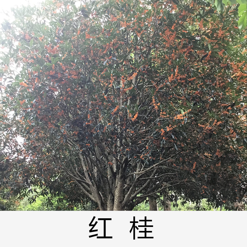 紅桂|桂花|廣東英德桂花|基地直銷|種植基地報價|批發(fā)價格|供應電話地址|圖片|品種齊全|價格合理|童叟無欺|