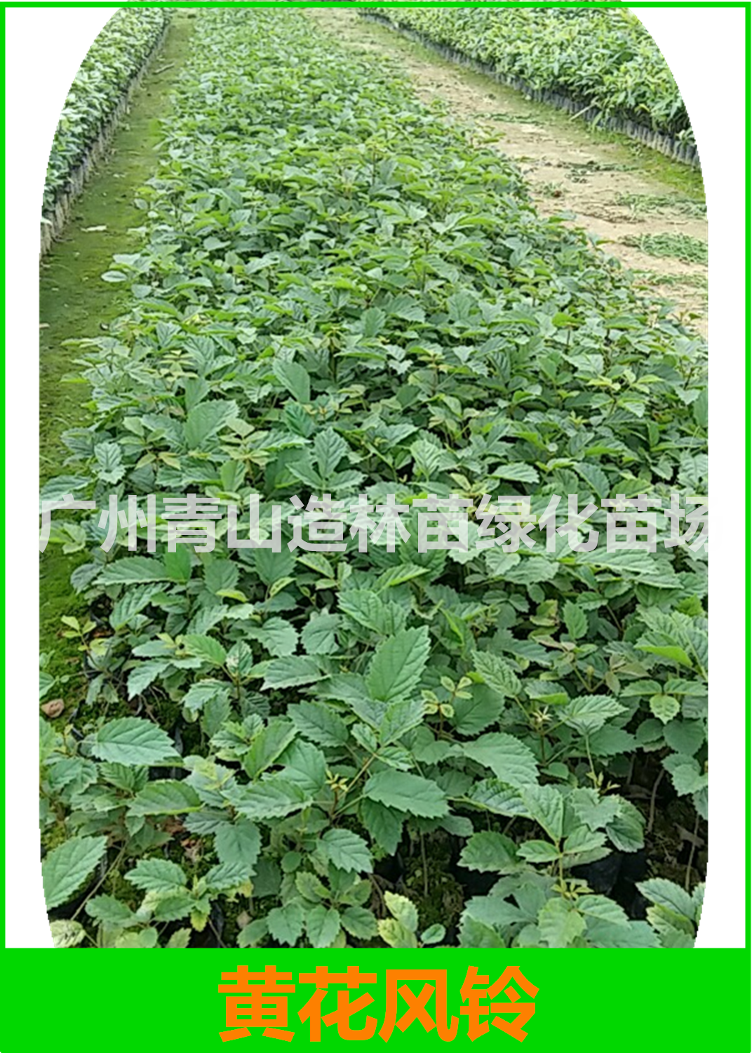 廣州黃花風(fēng)鈴種植基地，廣州黃花風(fēng)鈴樹苗批發(fā)價，廣州黃花風(fēng)鈴樹苗苗圃直銷