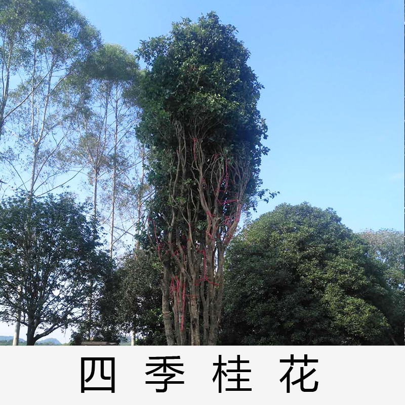 清遠(yuǎn)四季桂花基地|廣東英德四季桂花|基地直銷|種植基地報(bào)價(jià)|批發(fā)價(jià)格|供應(yīng)電話地址|圖片|品種齊全|價(jià)格合理|童叟無欺
