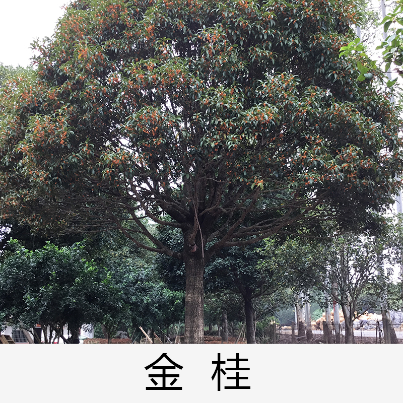 桂花|廣東英德金桂|基地直銷|種植基地報價|批發(fā)價格|供應(yīng)電話地址|圖片|品種齊全|價格合理|童叟無欺 清遠金桂