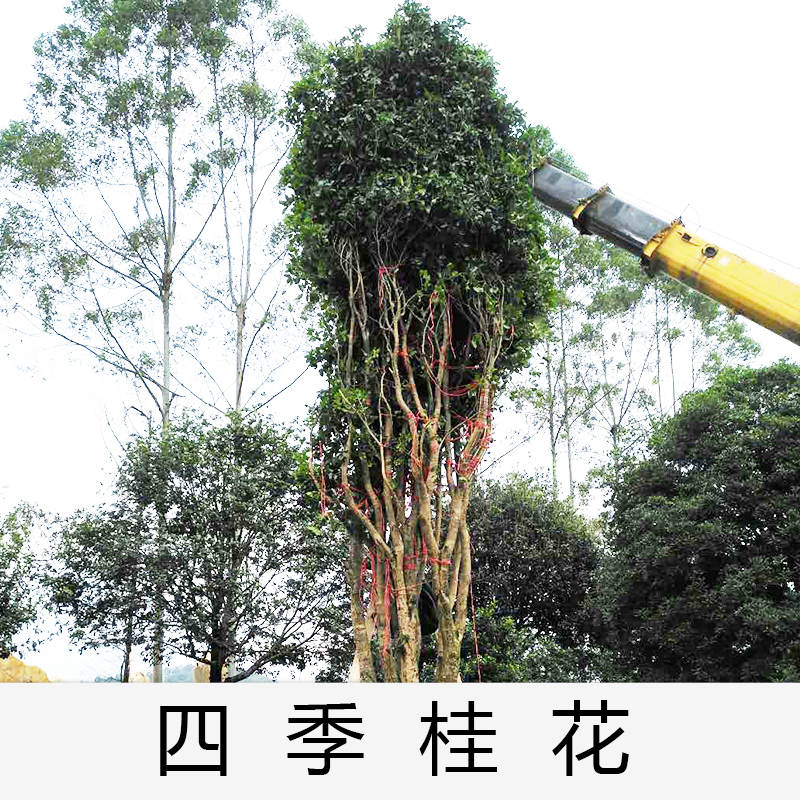 廣東清遠英德四季桂花基地直銷種植基地報價批發(fā)價格供應電話地址圖片品種齊全價格合理|童叟無 清遠四季桂花基地直銷