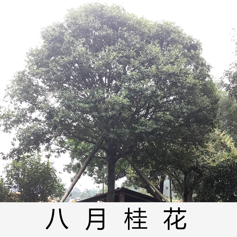 英德八月桂花桂花|廣東英德桂花|基地直銷|種植基地報價|批發(fā)價格|供應(yīng)電話地址|圖片|品種齊全|價格合理|童叟無欺|