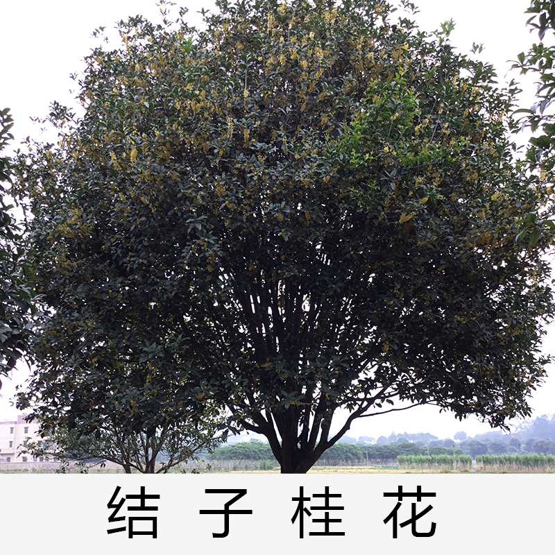 結(jié)子桂花桂花|基地直銷(xiāo)|種植基地報(bào)價(jià)|批發(fā)價(jià)格|供應(yīng)電話(huà)地址|圖片|品種齊全|價(jià)格合理|童叟無(wú)欺|  清遠(yuǎn)結(jié)子桂花