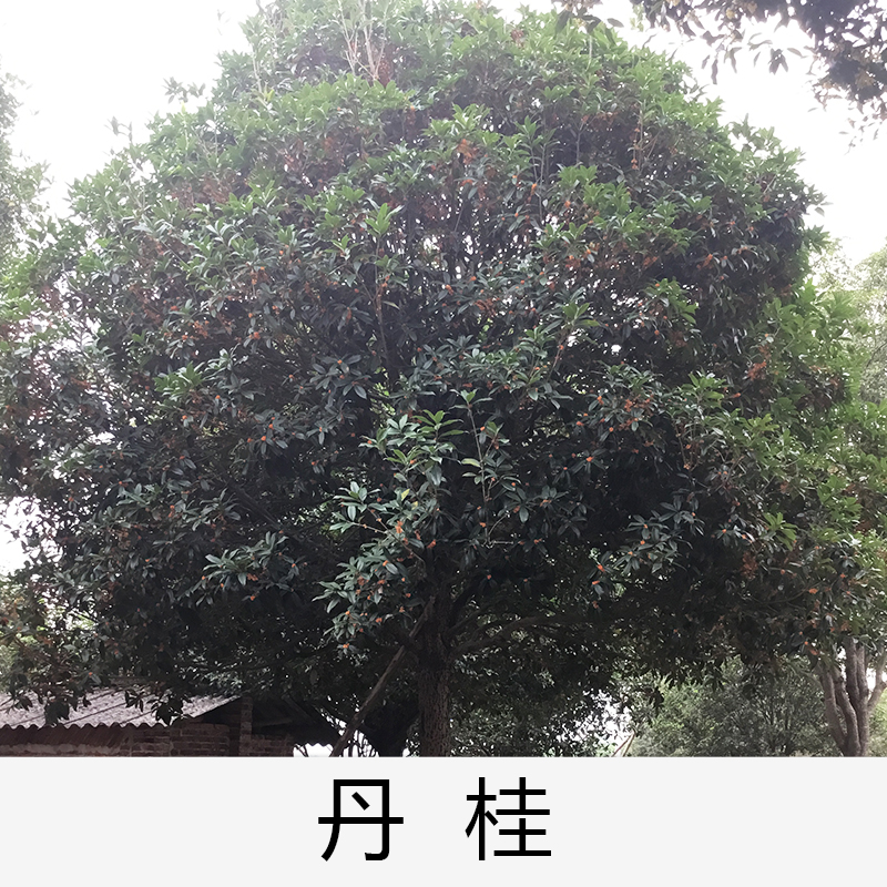 丹桂|桂花|廣東英德丹桂|基地直銷|種植基地報(bào)價(jià)|批發(fā)價(jià)格|供應(yīng)電話地址|圖片|品種齊全|價(jià)格合理|童叟無欺|
