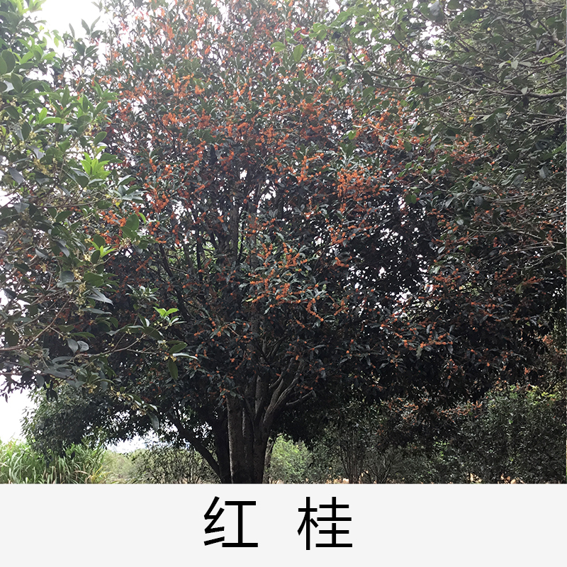 紅桂|桂花|廣東英德桂花|基地直銷|種植基地報(bào)價(jià)|批發(fā)價(jià)格|供應(yīng)電話地址|圖片|品種齊全|價(jià)格合理|童叟無欺| 清遠(yuǎn)紅桂