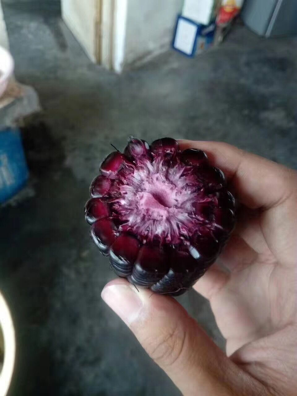 黑玉米種子黑玉米營養(yǎng)價值黑玉米種植前景