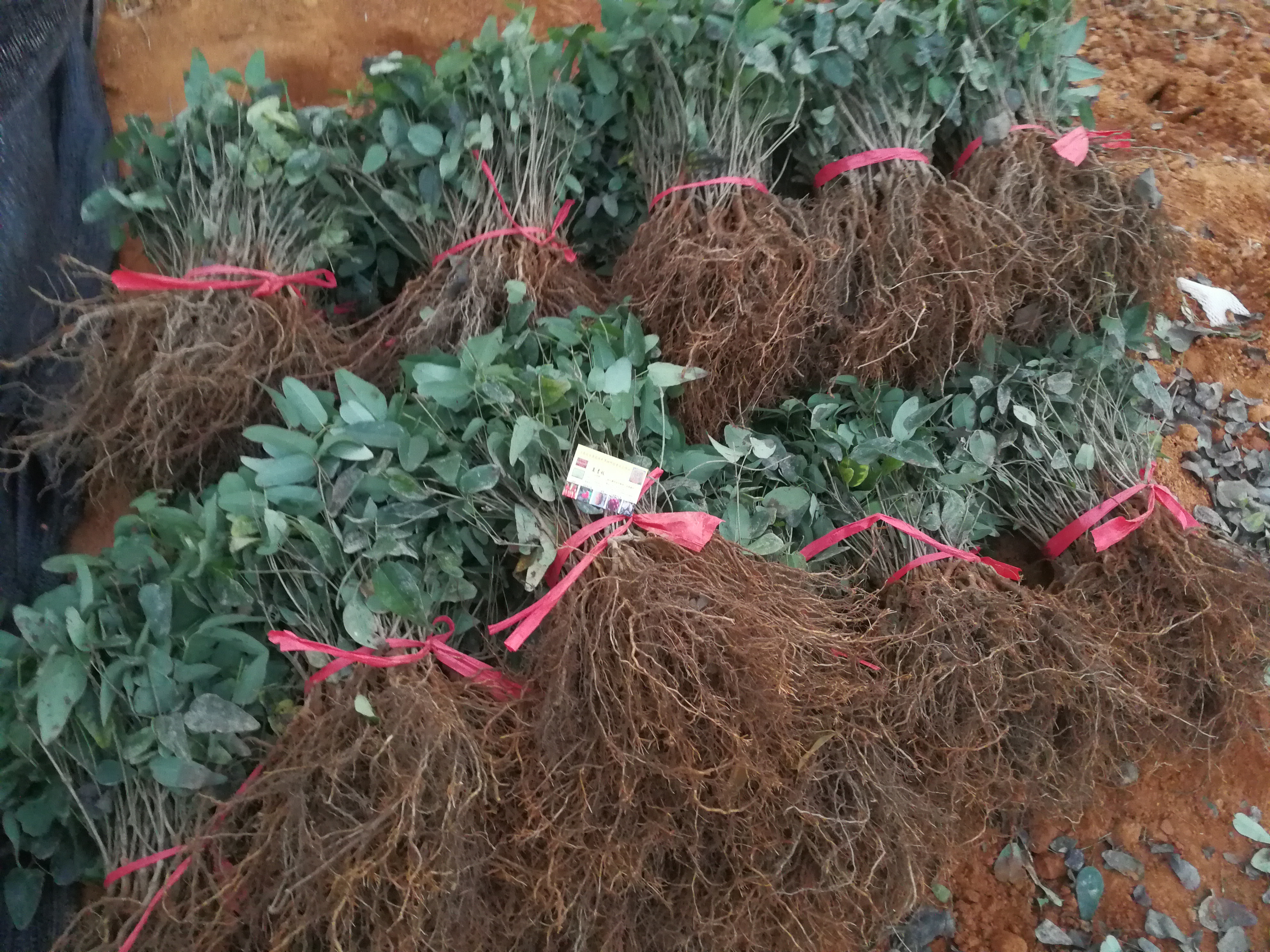 八月瓜怎么吃八月瓜苗供應(yīng) 江西八月瓜苗哪里有賣