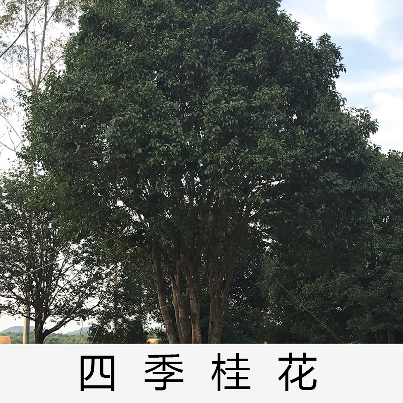 四季桂|桂花|廣東英德四季桂花|基地直銷|種植基地報價|批發(fā)價格|供應電話地址|圖片|品種齊全|價格合理|童叟無欺