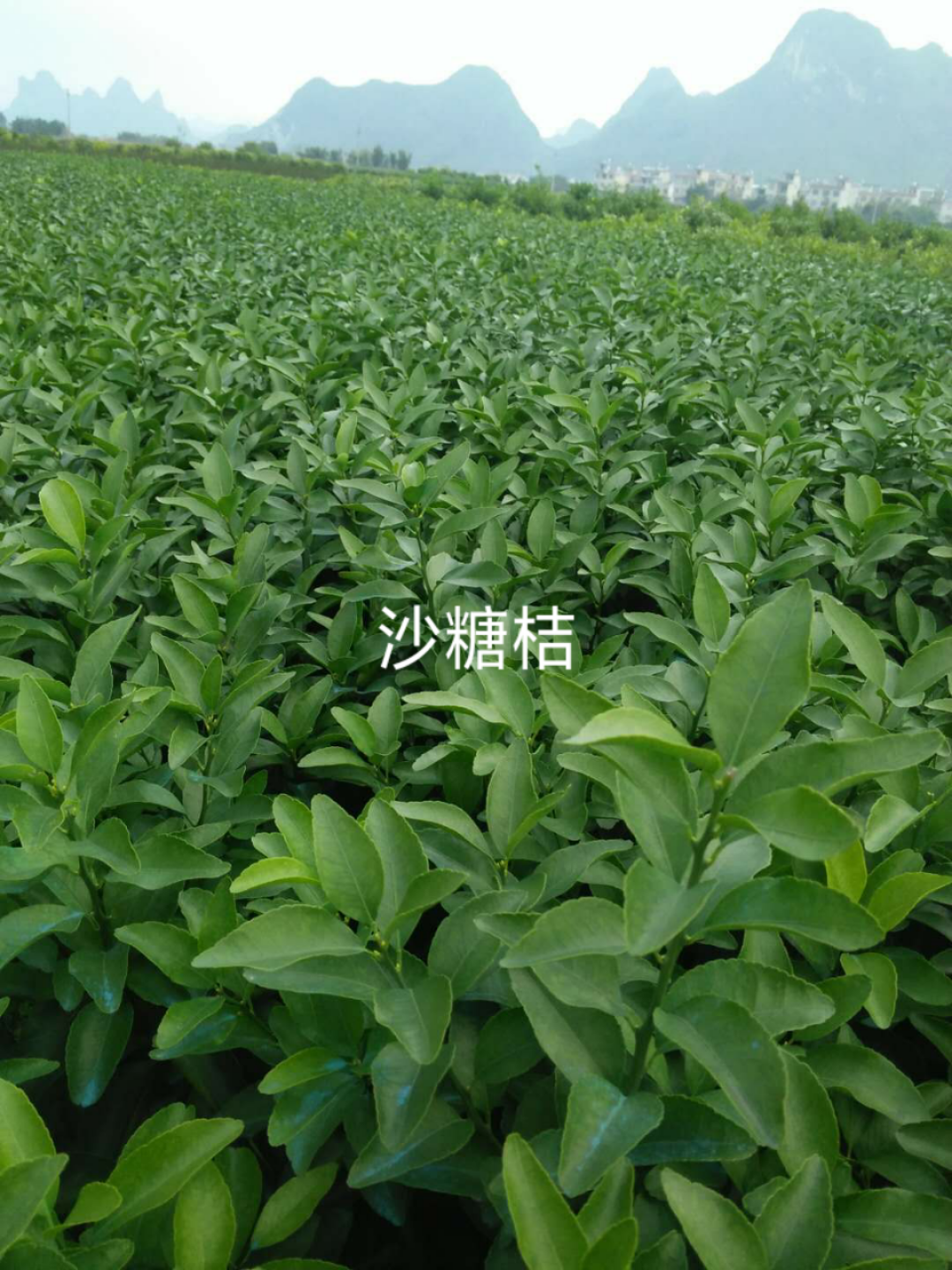 廣西桂林沙糖桔__批發(fā)價格 廣西桂林沙糖桔苗