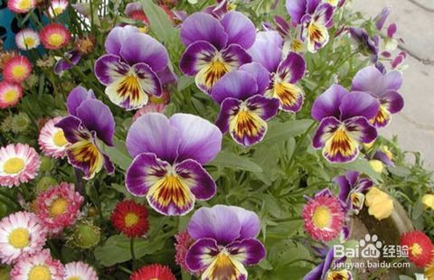 三色堇品種純正三色堇價格三色堇批發(fā)種植前景