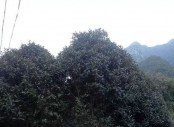 江西九江丹桂 優(yōu)質(zhì)丹桂供應(yīng)