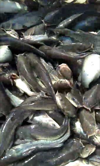 叉尾鮰魚苗 叉尾鮰魚苗價(jià)格  叉尾鮰魚苗公司  叉尾鮰魚苗供應(yīng)商 叉尾鮰魚苗批發(fā)價(jià) 重慶叉尾鮰魚苗