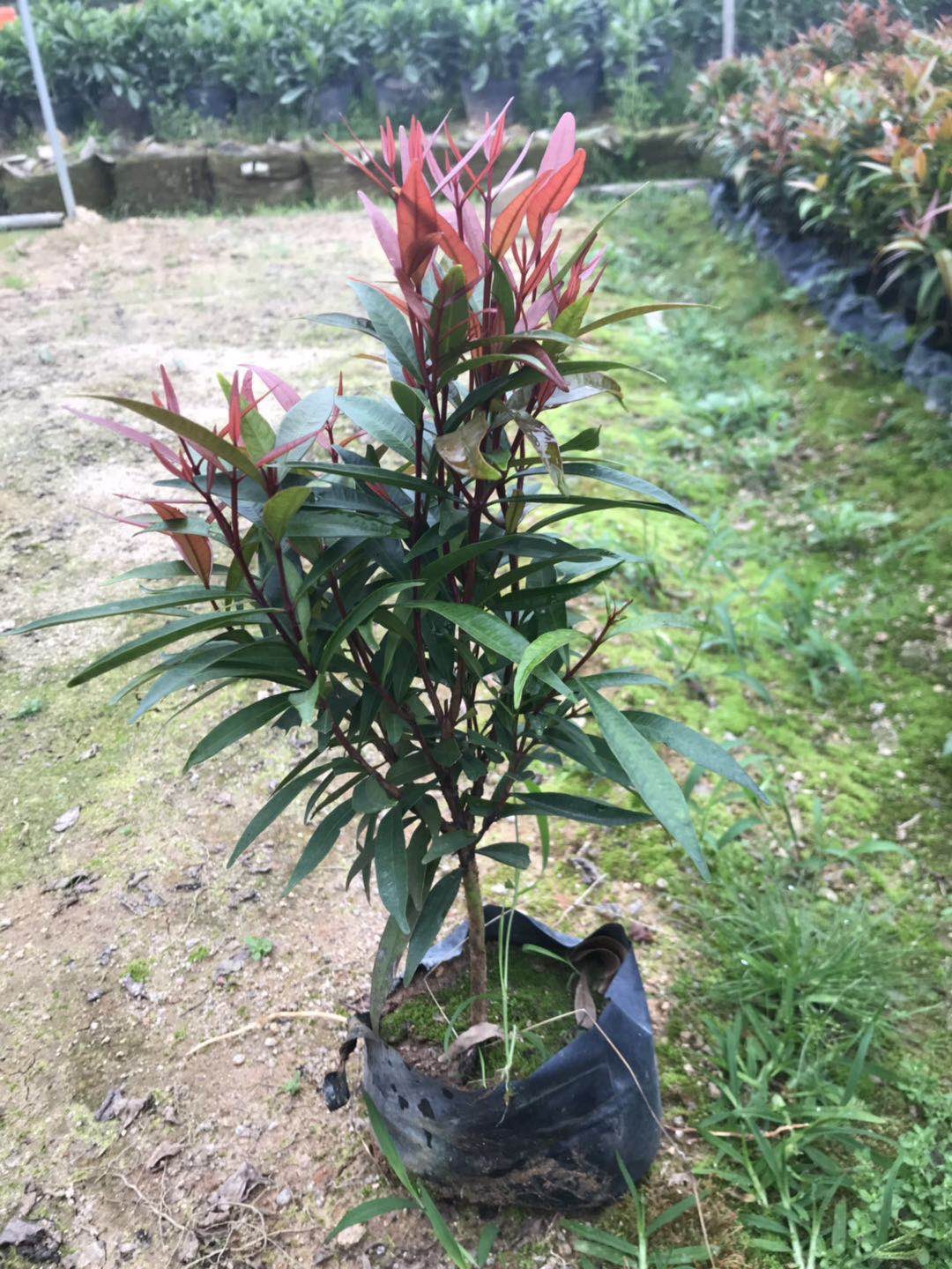 紅車袋苗苗圃基地價格