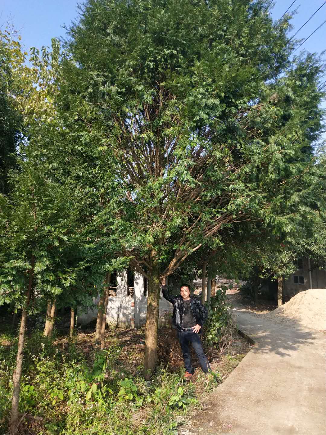 優(yōu)質(zhì)紅豆杉苗供應(yīng)商