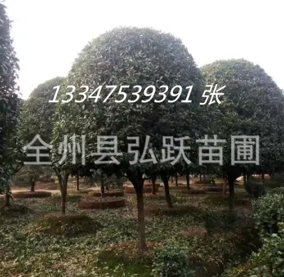 *桂花樹(shù)批發(fā)采購(gòu)