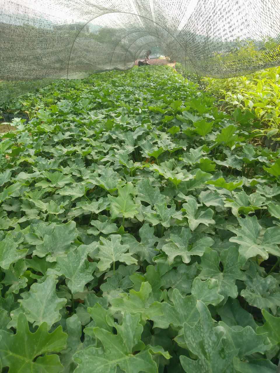 種植出售-春羽好管理易成活農(nóng)戶自產(chǎn)自銷春羽