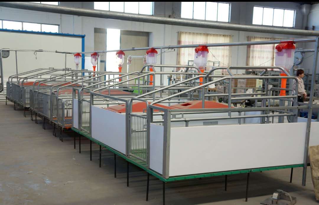 碩利育豬 自動喂料線，科技*