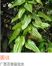 百部種苗種植培訓(xùn)推廣 產(chǎn)品研發(fā) 百部種苗種產(chǎn)品研發(fā) 廣西百部種苗 廣西百部種苗種產(chǎn)品研發(fā) 廣西百部種苗種產(chǎn)品求購