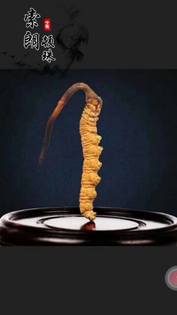 新鮮冬蟲夏草價格/市場價/報價